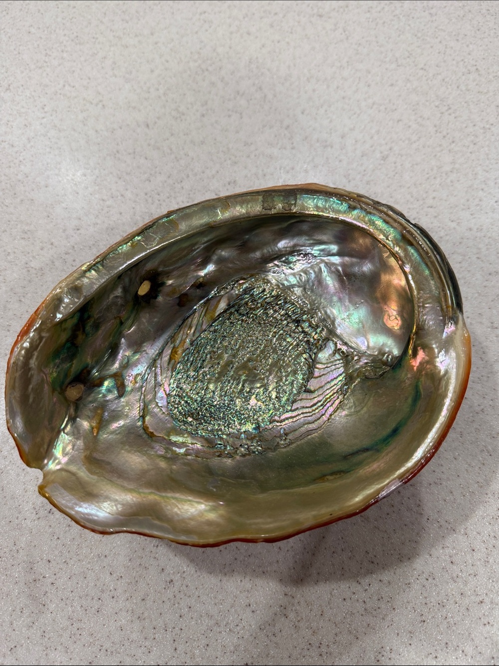 natural red abalone shell made into a dish